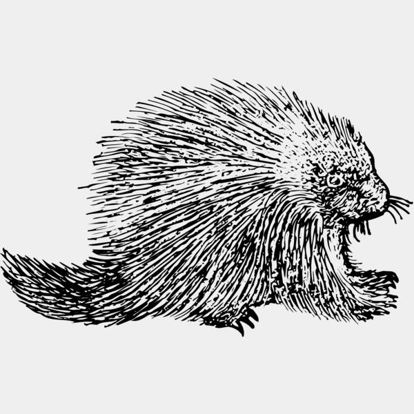 Porcupine Thumbnail